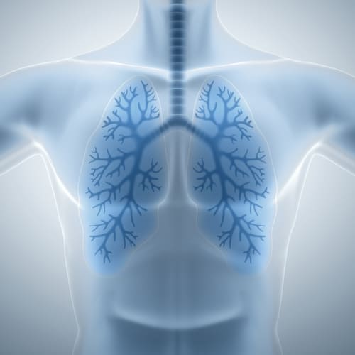 lungs