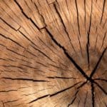 tree rings