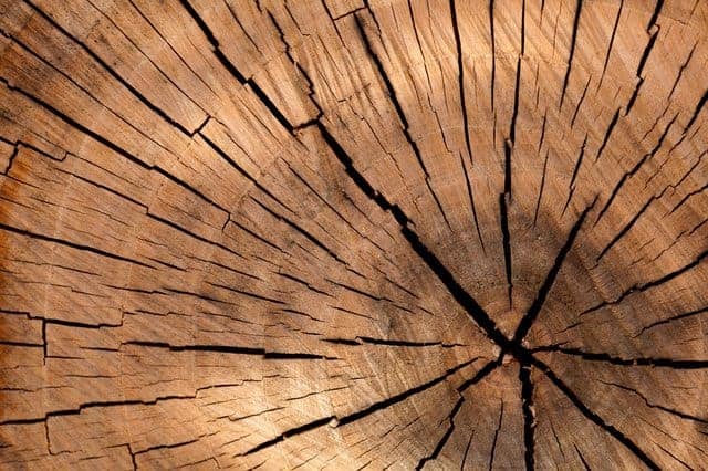 tree rings